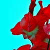 花の名前、忘れました