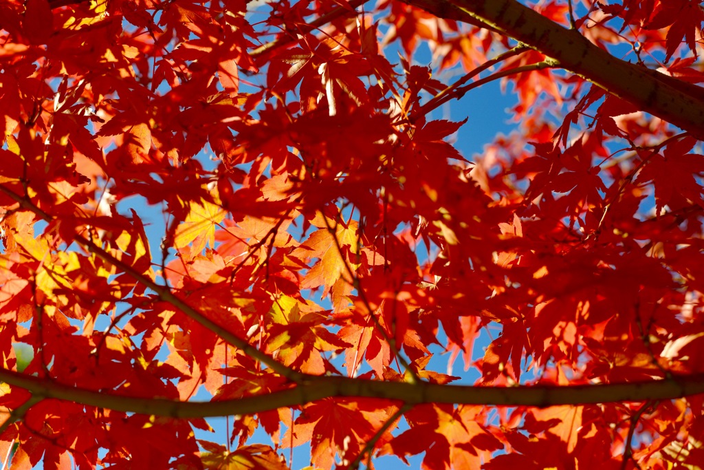 紅葉