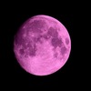 Pink moon