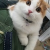 膝の上