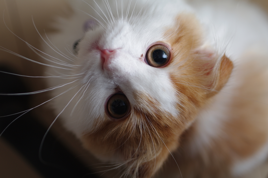 今朝のねこさん