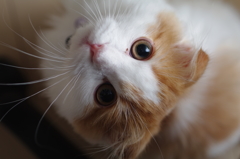 今朝のねこさん