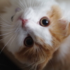今朝のねこさん