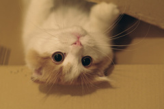 でかいけど一応こねこ