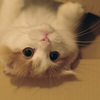 でかいけど一応こねこ