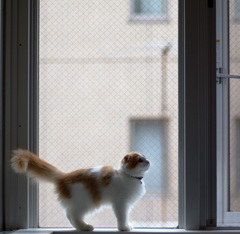 今朝猫