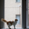 今朝猫