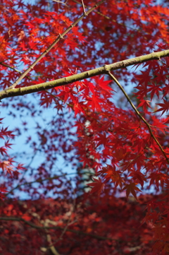 豪徳寺の赤2015