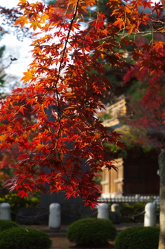 豪徳寺の赤2015