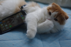 乗ってくる？