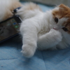 乗ってくる？