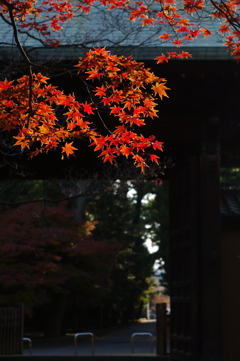 豪徳寺の赤2015