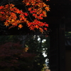 豪徳寺の赤2015
