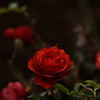薔薇