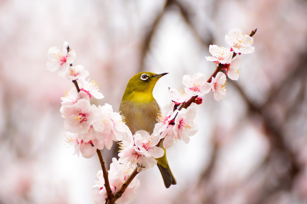 両手に花