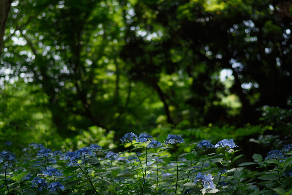 深緑の紫陽花