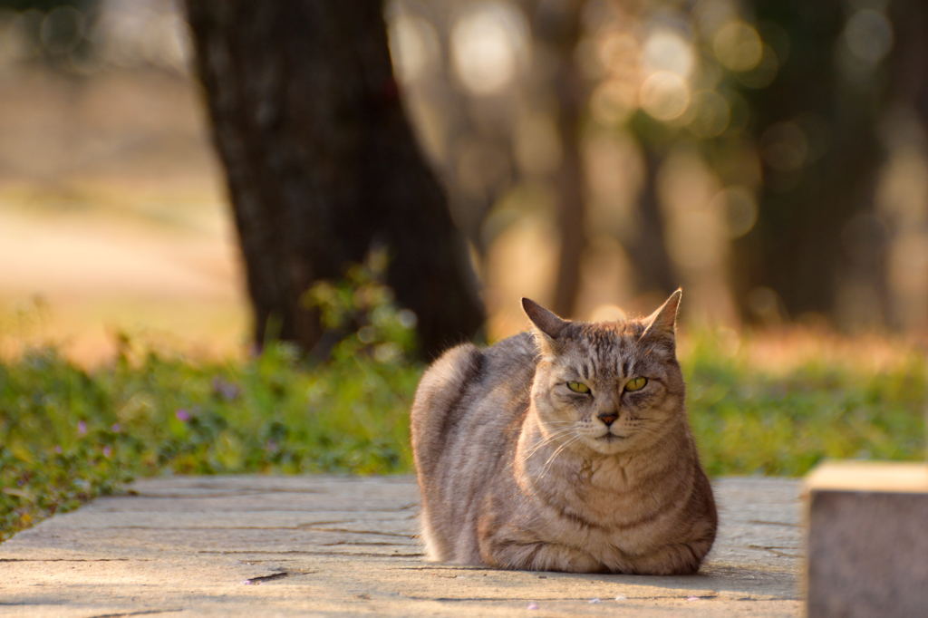 夕刻の猫