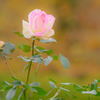 薔薇