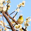 春よ、来い