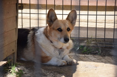 我が家の麗しき番犬