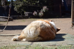 背中のお肉が…