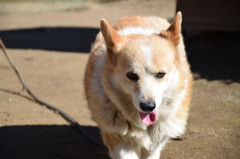 我が家の勇ましき番犬