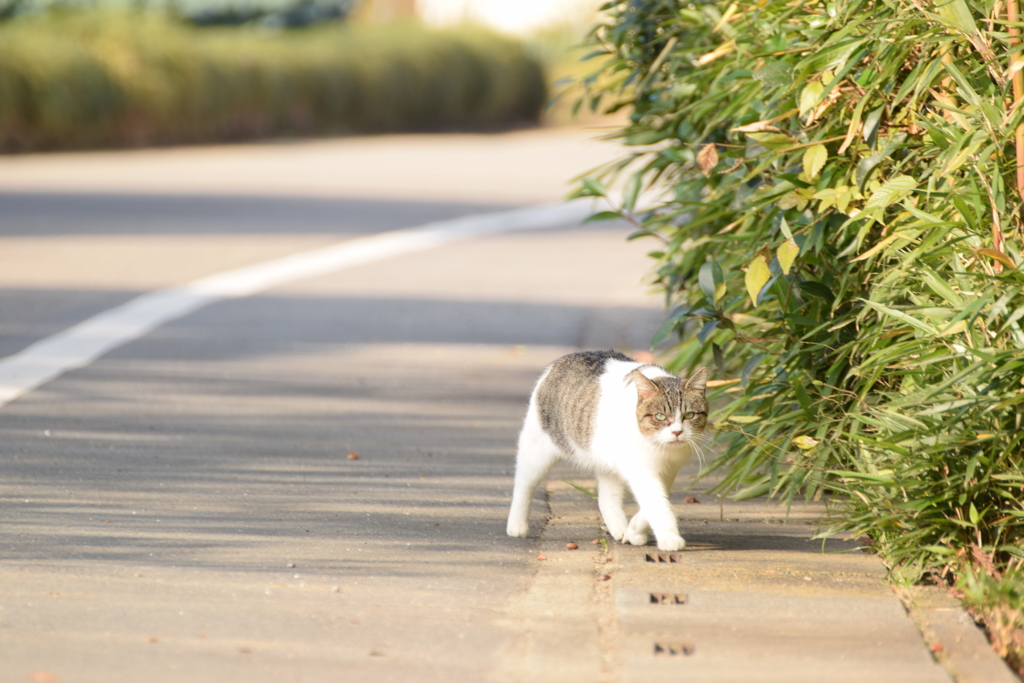 ねこ