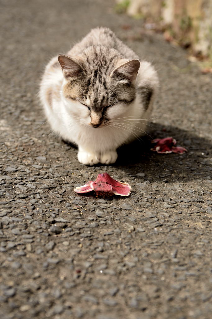 猫と椿