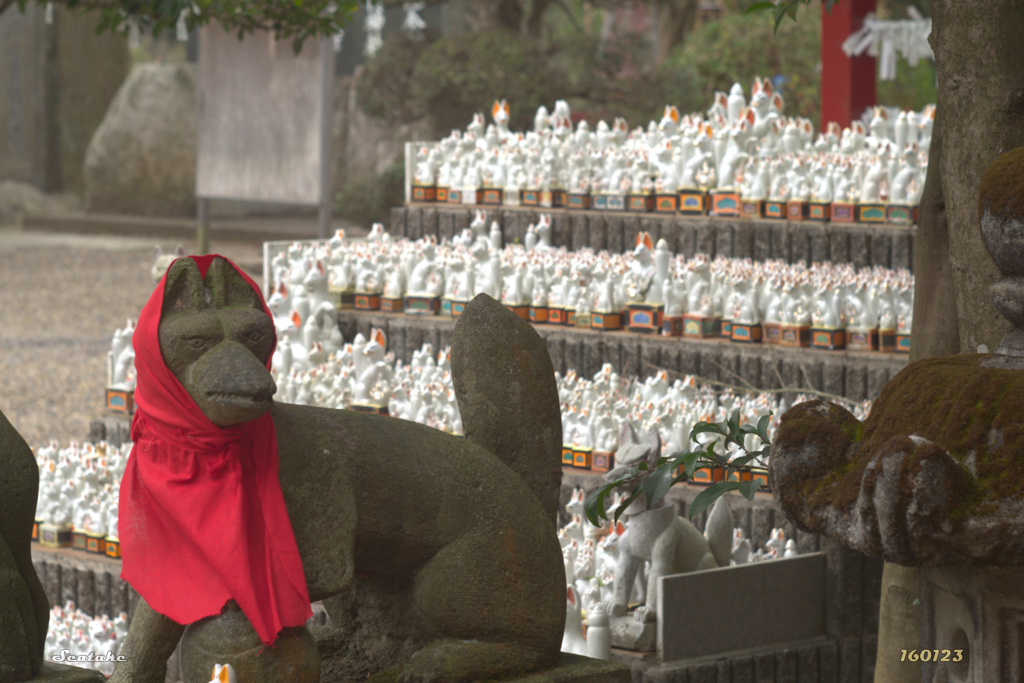 たくさんのキツネ