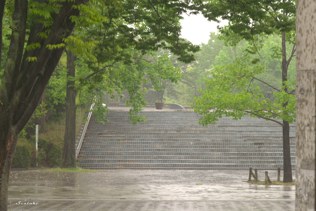 雨の公園