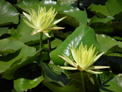 佐原水生植物園