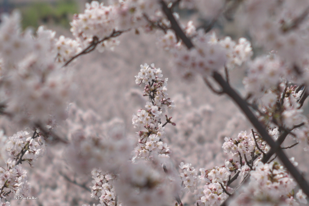 浮かぶ桜