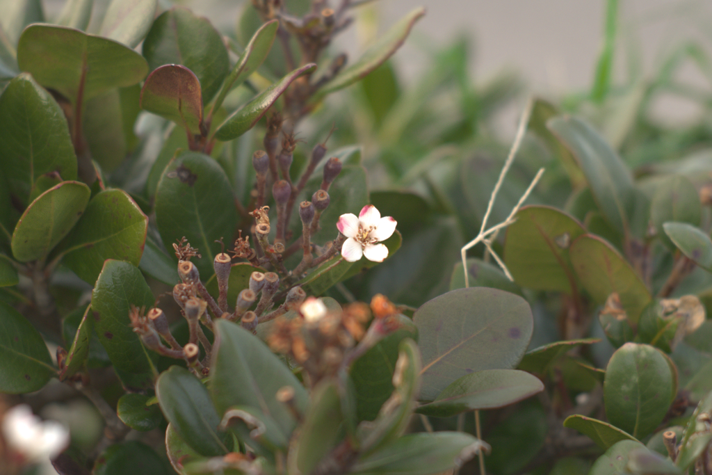 なんか、かわいい