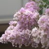 夏の花