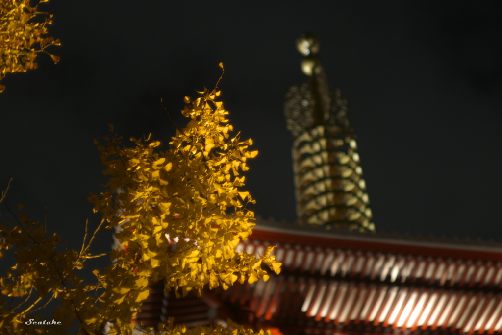 浅草寺・銀杏