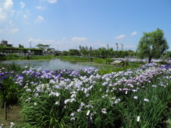 佐原水生植物園