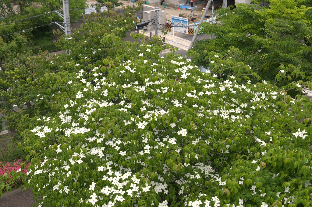 花水木柄カーペット