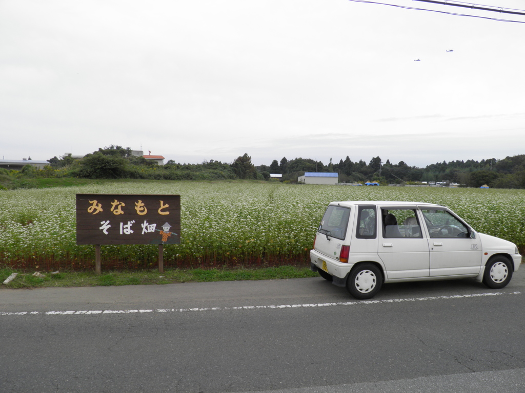 そば畑