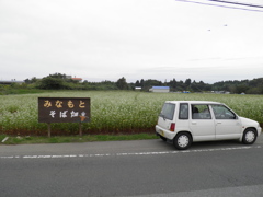 そば畑
