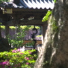 藤