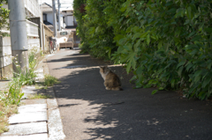 日陰に避難