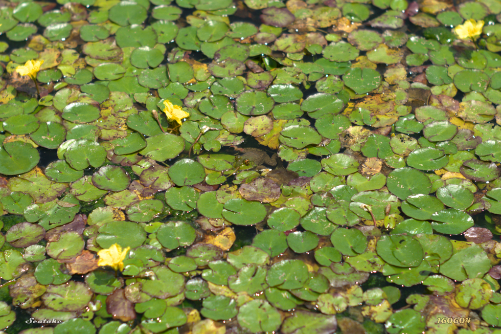 小岩菖蒲園のカエル