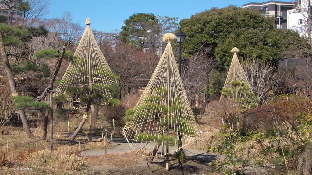 冬支度の松