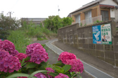 坂とアジサイ