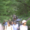 松戸・本土寺