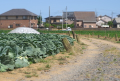 キャベツと道
