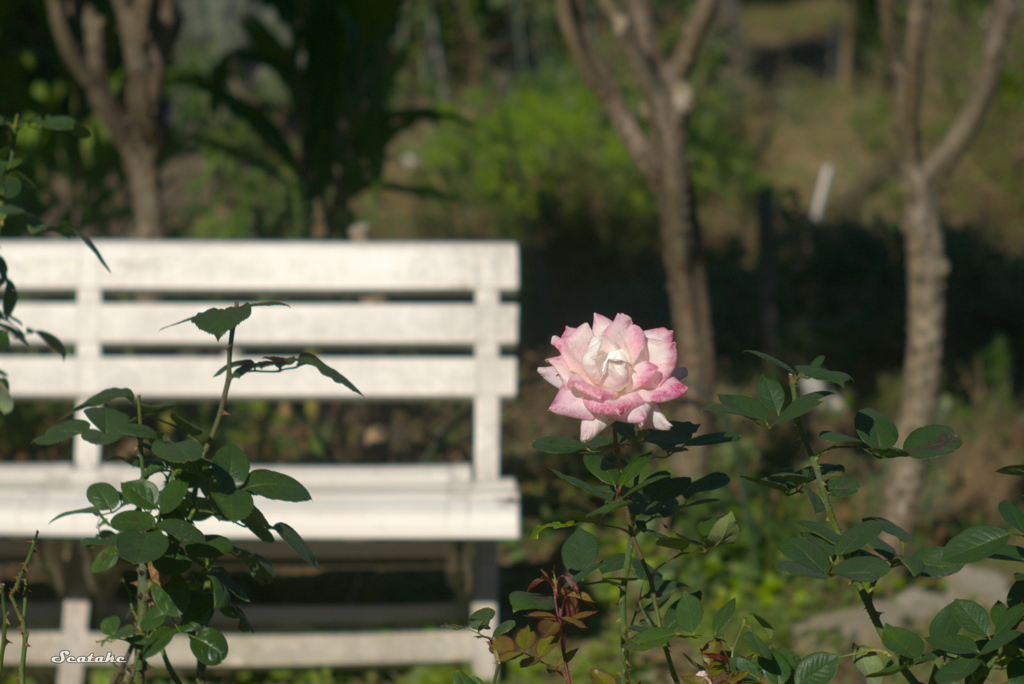 ベンチと花