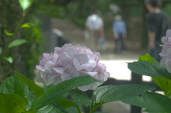 権現堂公園　アジサイ１