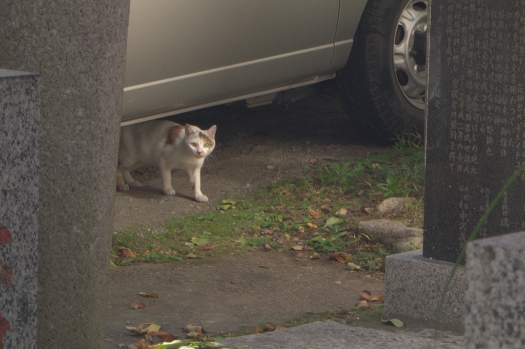 目が合って固まる