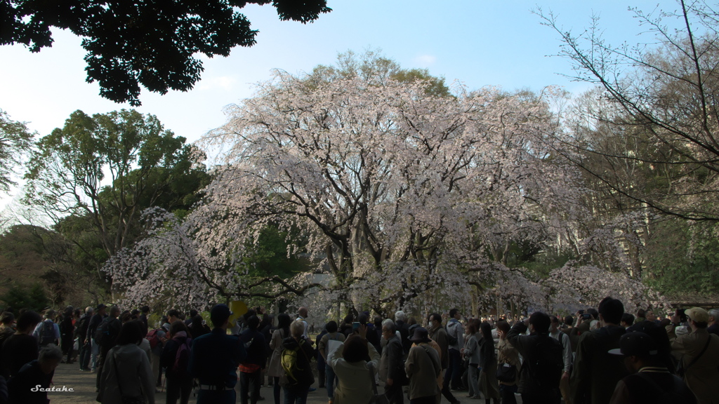 木場公園・サクラ